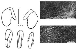  Cotyledon, embryo, and testa:  C. rytidosperma  H.F. Jaubert & É. Spach - embryo, cotyledons, and testa SEMs.
