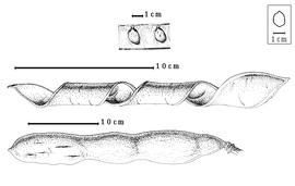  Fruit and seed:  C. sanguinea  A.C. Hoyle - bottom fruit, center enrolled valve, top seeds in situ.
