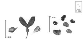  Fruit and seed:  C.  spp. - fruits (dehisced) with and without calyx and seeds.
