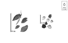  Fruit and seed:  C.  spp. - fruits and seeds.
