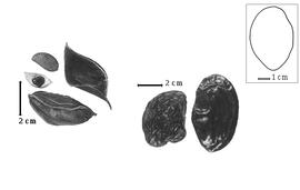  Fruit and seed:  C. nitida  (G. Bentham) H.A.T. Harms - fruits;  C.  spp. - seeds.
