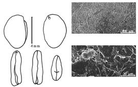  Cotyledon, embryo, and testa:  C. brachypetala  (E.L.R. Tulasne) A. Kleinhoonte - embryo, cotyledons, and testa SEMs.
