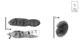  Fruit and seed:  C. multiflora  C.F.P. von Martius ex G. Bentham - seed;  C.  spp. - fruits.
