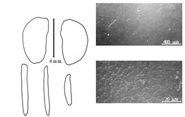  Cotyledon, embryo, and testa:  C. leiantha  G. Bentham - embryo and cotyledons;  C. multiflora  C.F.P. von Martius ex G. Bentham - testa SEMs.
