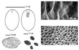  Seed, cotyledon, embryo, and testa:  C. arborea  (C. Linnaeus) Britton & J.N. Rose - testa SEMs; C . donnell-smithii  Britton & J.N. Rose - bottom left testa topography;  C. rufescens  (G. Bentham) Britton & J.N. Rose - top left cotyledons concealing radicle (L) and embryonic axis (R); C. spp. - bottom left center seeds.
