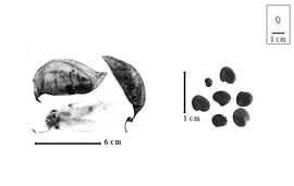  Fruit and seed:  C.  spp. - fruits (closed and dehisced) and seeds.
