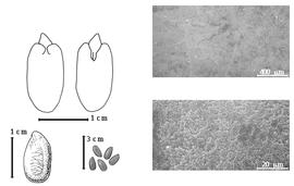  Seed, cotyledon, embryo, and testa:  C. multifida  (Robinson) Standley - top left cotyledon auriculate and concealing lower 1/3 of radicle (L) and embryonic axis (R), bottom far left seed topography, bottom left center seeds, testa SEMs.
