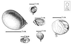  Fruit:  C. baumiana  H.A.T. Harms - bottom left seed topography;  C. glycycarpa  W.A. Ducke - top left fruit;  C. langsdorfii  R.L. Desfontaines - center seed topography;  C. luetzelburgii  H.A.T. Harms - bottom center fruit, top center seed in situ;  C. mildbraedii  H.A.T. Harms - right seed in situ.
