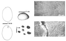  Seed, cotyledon, embryo, and testa:  C. officinalis  C.L. von Willdenow - far left cotyledon split and concealing radicle (above) and embryonic axis (below), top left center seed topography, testa SEMs;  C.  spp. - bottom left center seeds.
