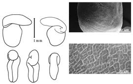  Cotyledon, embryo, and testa:  C. crassicaule  (J.D. Hooker) J.B. Armstrong - embryo, cotyledons, and testa SEMs.
