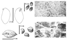  Seed, cotyledon, embryo, and testa:  C. edulia  W.B. Hemsley - top far left cotyledon notched and investing exposed radicle (L) and inflexed embryonic axis (R), bottom far left seed topography of seed from 1-seeded fruit, bottom left center seed topographies of seeds from 4-seeded fruit, top left center seeds, testa SEMs.
