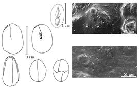  Cotyledon, embryo, and testa:  C. africana  J. de Loureiro - embryo, cotyledons, magnification of embryo, and SEMs of endocarp.
