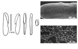  Cotyledon, embryo, and testa:  C. scorpioides  (C. Linnaeus) W.D.J. Koch - embryo, cotyledons, and testa SEMs.
