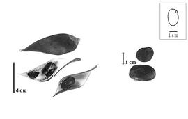  Fruit and seed:  C.  spp. - fruits and seeds.
