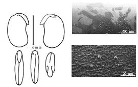  Cotyledon, embryo, and testa:  C. schochii  H.A.T. Harms - embryo, cotyledons, and testa SEMs.
