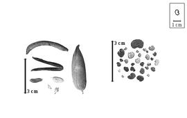  Fruit and seed:  C.  spp. - fruits and seeds.
