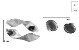  Fruit and seed:  C. insignis  D. Prain - fruits and seeds.
