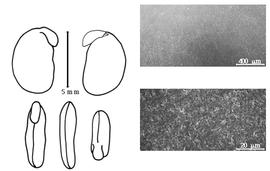  Cotyledon, embryo, and testa:  C. insignis  D. Prain - embryo, cotyledons, and testa SEMs.
