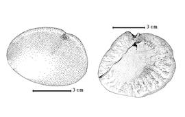  Seed:  C. sengalensis  Planchet ex G. Bentham - left seed topography;  C.  sp. - right seed topography.
