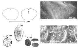  Seed, cotyledon, embryo, and testa:  C. blancoi  Rolfe - bottom far left seed topography;  C. curtisii  D. Prain - top left cotyledon notched and split concealing all but tip of radicle (L) and embryonic axis (R), testa SEMs;  C. glaberrima  (Steudel) Macbride - left center seed topography;  C.  spp. - bottom left center seeds.
