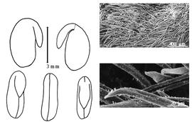  Cotyledon, embryo, and testa:  C. americanum  (C. Linnaeus) P.A. Rydberg - embryo, cotyledons, and exocarp SEMs.
