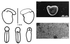  Cotyledon, embryo, and testa:  C. stellaris  A. Afzelius ex J.G. Baker - embryo, cotyledons, and testa SEMs.
