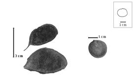  Fruit and seed:  C. blanchetianum  E.L.R. Tulasne - seed; C. spp. - fruits.
