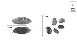  Fruit and seed:  C. galioides  (B. Bergius) A.P. de Candolle - valves;  C.  spp. - seeds.
