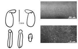  Cotyledon, embryo, and testa:  C. galioides  (B. Bergius) A.P. de Candolle - embryo, cotyledons, and testa SEMs.
