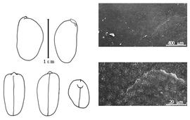  Cotyledon, embryo, and testa:  C. roseum  G. Bentham - embryo, cotyledons, and testa SEMs.
