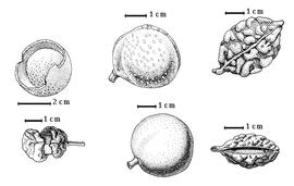  Fruit and seed:  C. bijuga  Spanoger ex F.A.W. Miquel - top right fruit;  C. hemitomophylla  (Donnell-Smith) J.N. Rose - top center fruit;  C. hostmanniana  E.L.R. Tulasne - bottom left seeds in situ;  C. ramiflora  C. Linnaeus - bottom right seed in situ;  C. trinitensis  D. Oliver - bottom center fruit, top left seed in situ.
