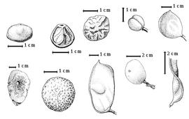  Fruit and seed:  C. bauhiniifolia  G. Bentham - 4th row bottom seed topographies;  C. bourdillonii  Gamble - 4th row top fruit in lateral view;  C. crassifolia  G. Bentham - 5th row top fruit in lateral view;  C. hemitomophylla  (Donnell-Smith) J.N. Rose - 3rd row top seed topography;  C. hostmanniana  E.L.R. Tulasne - 1st row top seed topography;  C. insularis  A.C. Smith - 2nd row top fruit in lateral view;  C. marginata  G. Bentham - 1st row bottom seed topography;  C. trinitensis  D. Oliver - 2nd row bottom seed topography;  C. webberi  E.G. Baker - 3rd row bottom fruit in lateral view, 5th row bottom fruit in side view.
