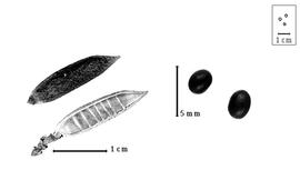  Fruit and seed:  C. pseudocytisus  (P.E. Boissier) Fertig - fruit, valve, and seeds.
