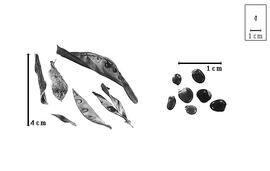  Fruit and seed:  C.  spp. - valves, fruit (dehisced), and seeds.
