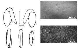  Cotyledon, embryo, and testa:  C. commutatus  (H.M. Willkomm) J.I. Briquet - embryo, cotyledons, and testa SEMs.
