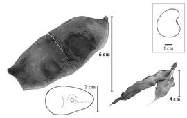  Fruit and seed:  D. pinnata  (G. Bentham) G.O.A. Malme - fruits and seed.
