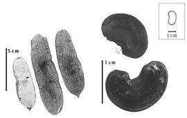  Fruit and seed:  D.  spp. - fruits and seeds.
