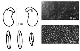  Cotyledon, embryo, and testa:  D. arbutifolia  W.A. Ducke - embryo, cotyledons, and testa SEMs.
