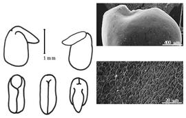  Cotyledon, embryo, and testa:  D. purpurea  É.P. Ventenat - embryo, cotyledons, and testa SEMs.
