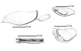  Fruit and seed:  D. alsteeniana  P.A. Duvigneaud - bottom right fruit after upper epicarp and seed have fallen;  D. klainei  - top left fruit with dehisced seed attached to funiculus, top right seed in situ;  D. pynaertii  E.A.J. De Wildeman - bottom left dehisced fruit in transverse view.
