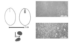  Seed, cotyledon, embryo, and testa:  D.  sp. - top left cotyledon split and concealing radicle (L) and embryonic axis (R), testa SEMs;  D.  spp. - bottom left seeds.
