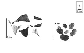  Fruit and seed:  D.  spp. - fruits and valves with calyx and seeds.
