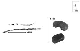  Fruit and seed:  D. schlechteri  (H.A.T. Harms) B. Verdcourt - fruits and seeds.
