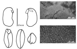  Cotyledon, embryo, and testa:  D. schlechteri  (H.A.T. Harms) B. Verdcourt - embryo, cotyledons, and testa SEMs.
