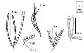  Fruit and seed:  D. bicornutus  S. Watson - bottom right center fruit cluster;  D. illinoensis  (Michaux) MacMillan ex Robinson & Fernald - bottom left center fruit cluster with dehiscent fruit;  D. virgatus  (C. Linnaeus) C.L. von Willdenow var.  depressus  (Humboldt & Bonpland ex C.L. von Willdenow) B.L. Turner - far right fruit cluster with dehiscent fruit;  D. virgatus  (C. Linnaeus) C.L. von Willdenow var.  virgatus  - far left and top left center fruit clusters with dehiscent fruits.
