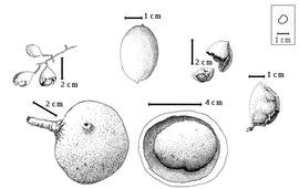  Fruit and seed:  D. guianense  (J.B.C.F. Aublet) Sandwith - top left fruiting cluster with broken and entire fruits;  D. maingayi  Baker - top center entire fruit;  D. modestum  (C.G.G.J. van Steenis) Steyaert - bottom left entire fruit, bottom center opened fruit with endocarp in situ;  D. pierrei  E.A.J. De Wildeman - top right epicarp (upper) and endocarp containing 1 seed (lower), right center entire fruit.
