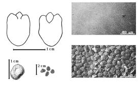  Seed, cotyledon, embryo, and testa:  D. guianense  (J.B.C.F. Aublet) Sandwith - bottom far left seed topography, top left cotyledon cordate and investing exposed radical (L) and embryonic axis (R), testa SEMs;  D.  spp. - bottom left center seeds.
