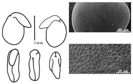  Cotyledon, embryo, and testa:  D. lebeckioides  A.P. de Candolle - embryo, cotyledons, and testa SEMs.
