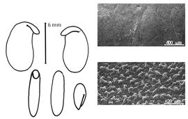  Cotyledon, embryo, and testa:  D. capuronianum  (M. Peltier) G.P. Yakovlev - embryo, cotyledons, and testa SEMs.
