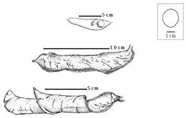  Fruit and seed:  D. fraterna  R.S. Cowan - top seeds in situ, bottom enrolled valve;  D. jenmanii  Sandwith - center fruit.
